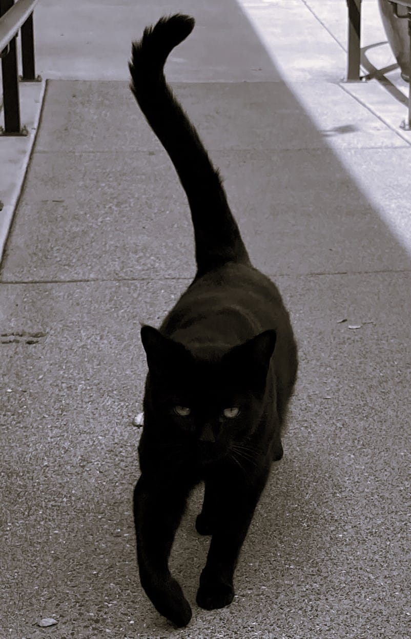 Mama has been on staff since 2024. She initially came to our church looking for a safe place to raise her kittens, and chose to stay on to help greet people, offer emotional support, and help with pest control around the campus. Mama loves chin scratches, belly rubs, and treats.
